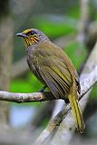 Stripe-throated Bulbul